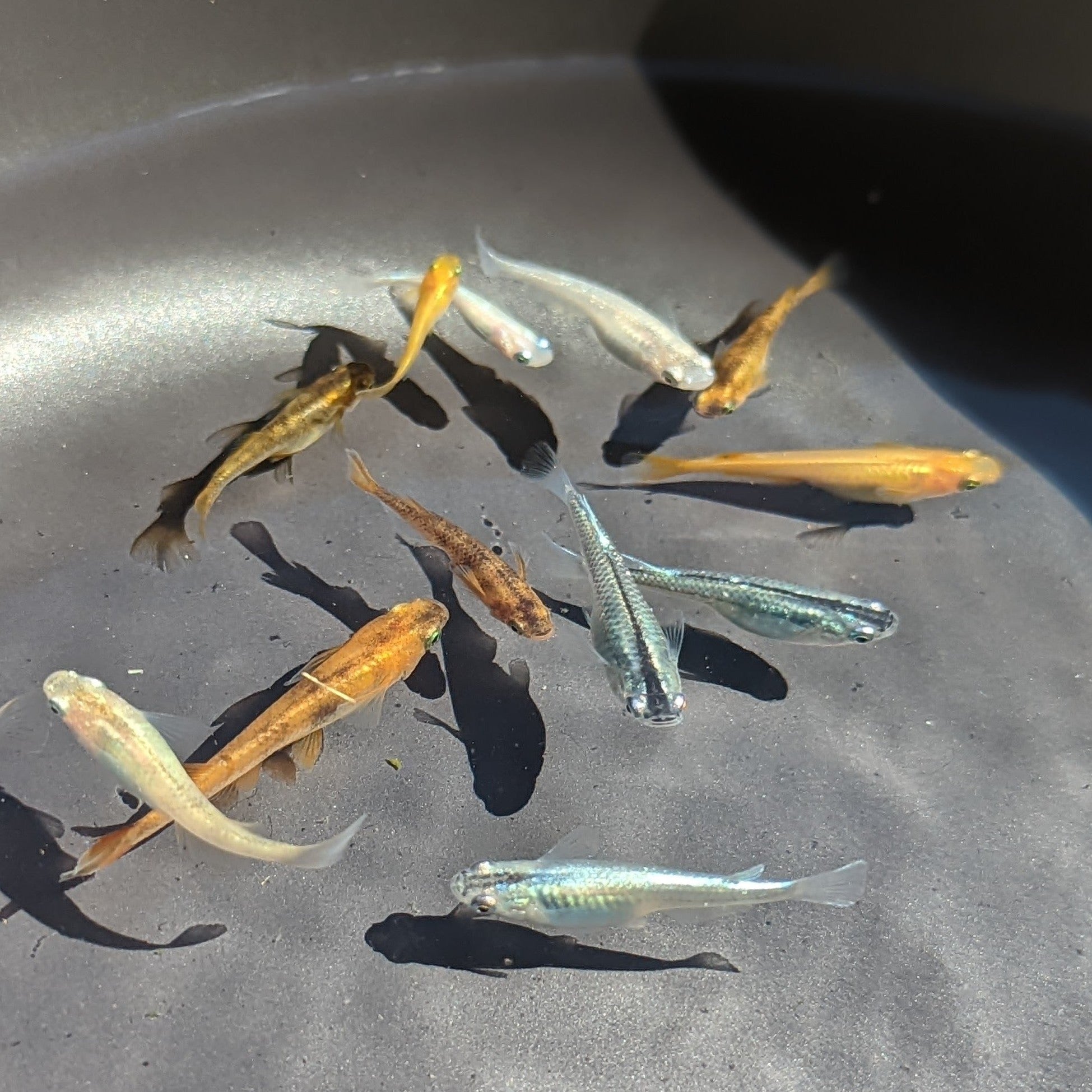 Medaka, Mix Assorted Colours - Oryzias Latipes – HPA