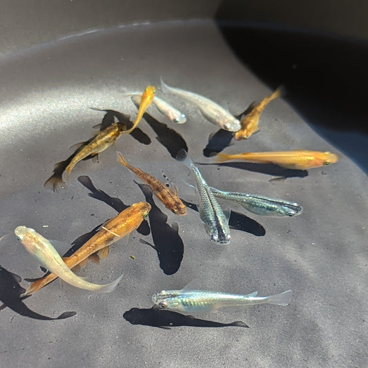 Mixed colour and types of Madaka swimming in black bowl 