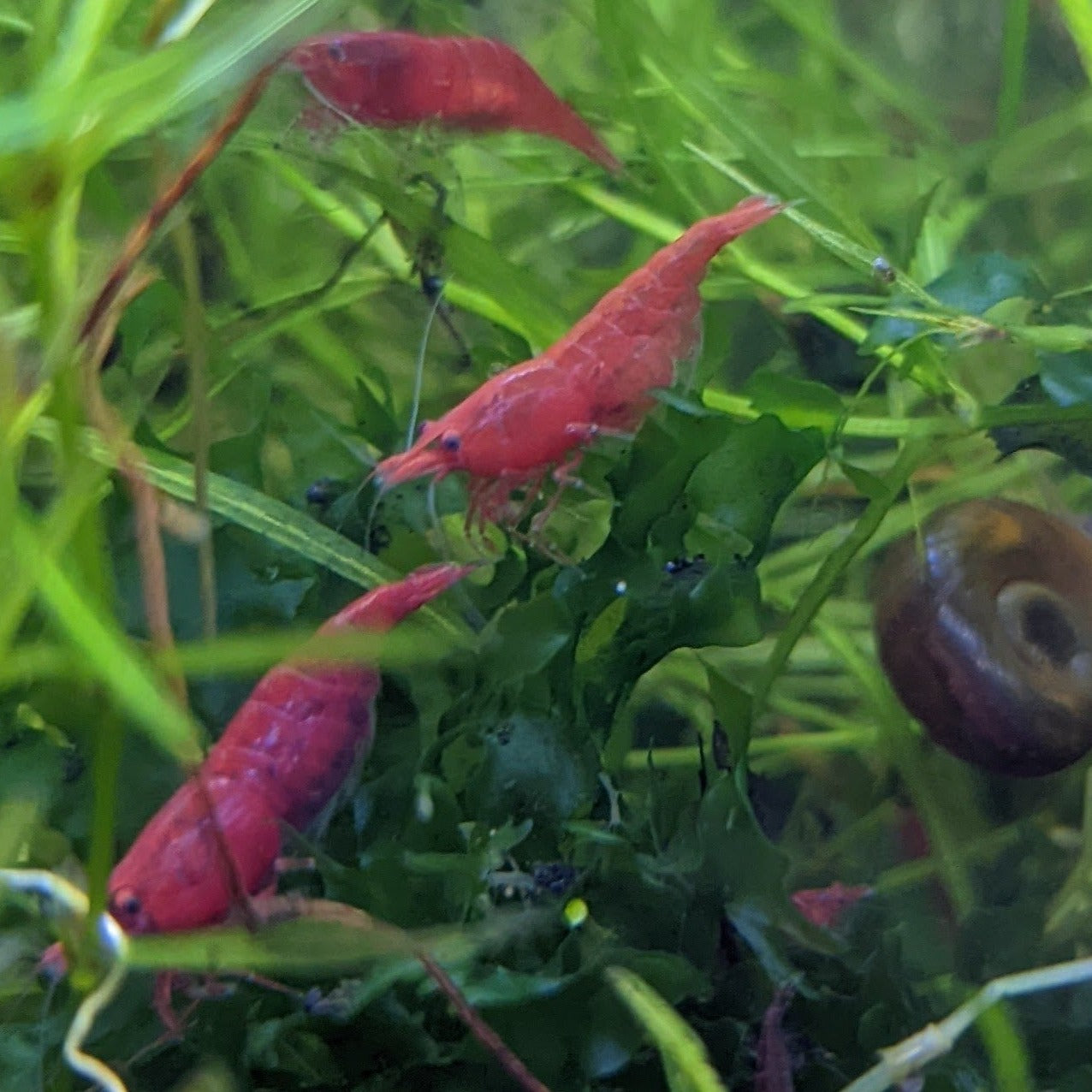 Cherry Shrimp - Red - Neocaridina Davidi