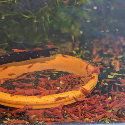 Lots of fire red cherry shrimp, some ramhorn snails feeding from terracotta dish on a black sand with a pice of wood across the dish and plants in the back ground. 