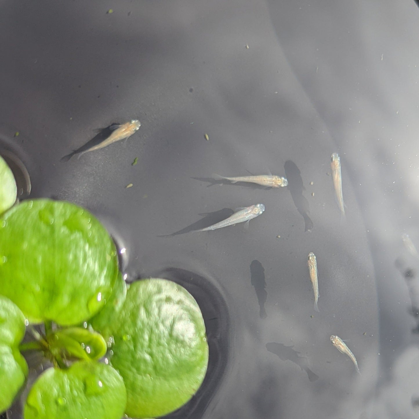 Medaka, Pearl Cream White - Japanese Rice Fish - Oryzias Latipes