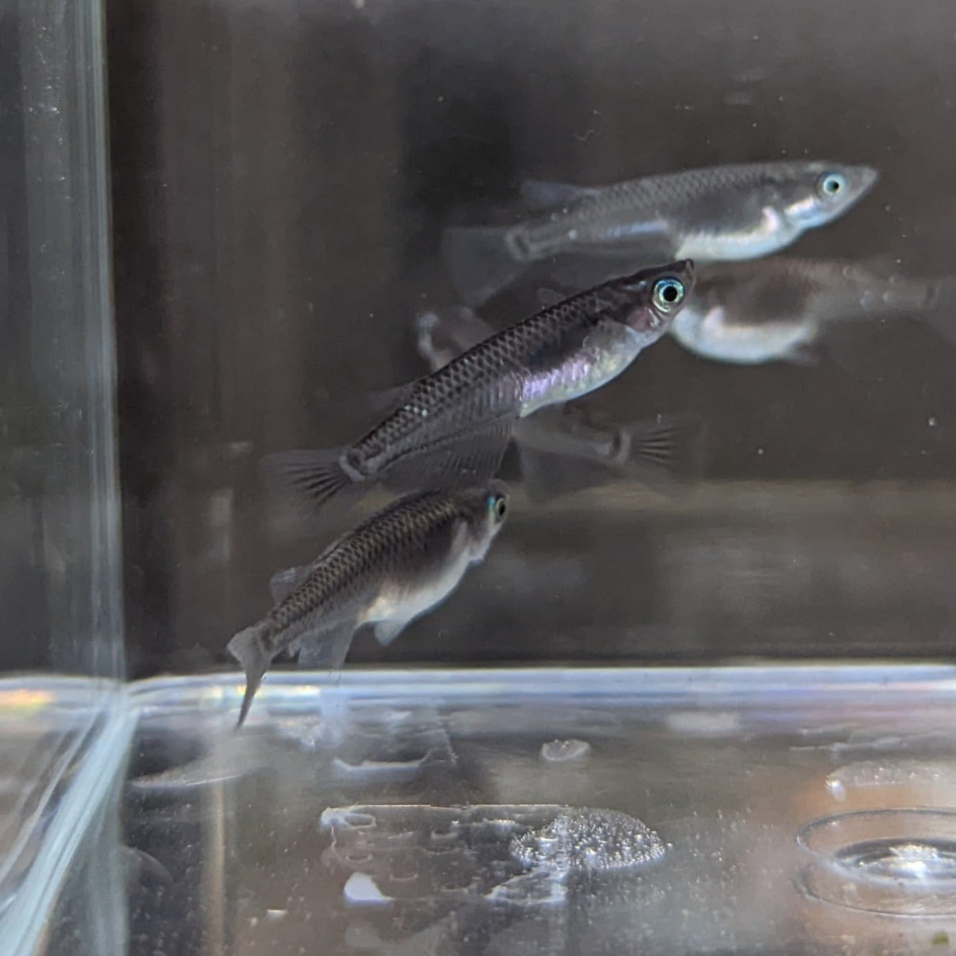 Medaka, Black - Japanese Rice Fish - Oryzias Latipes