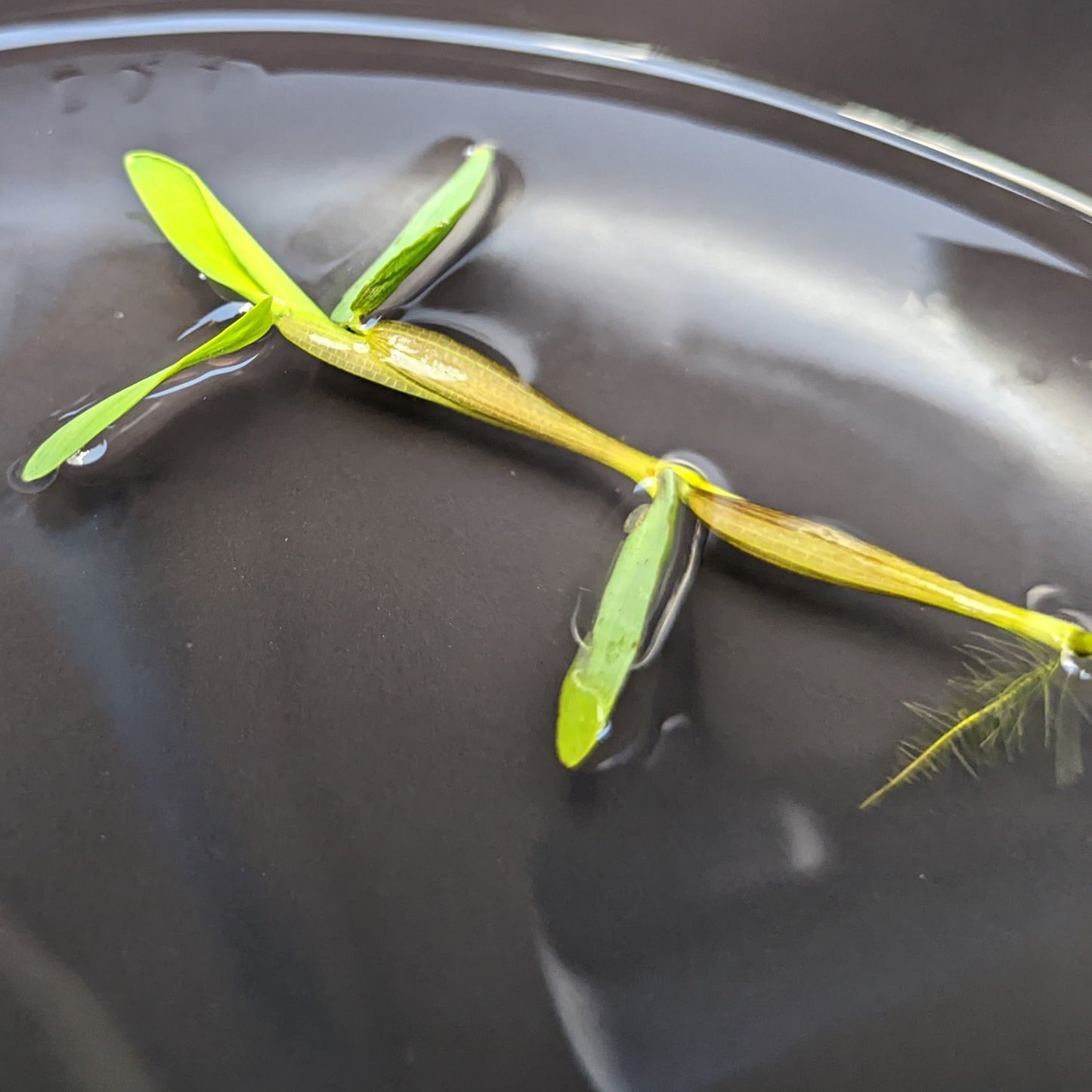 Float Micro Bamboo Plant - Floating Bamboo - Hygroryza Aristata – Hand Picked Aquatics