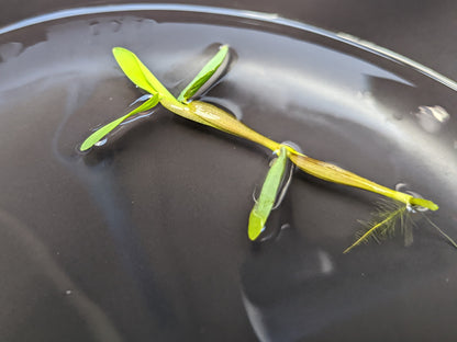 Plant - Floating Bamboo - Hygroryza Aristata