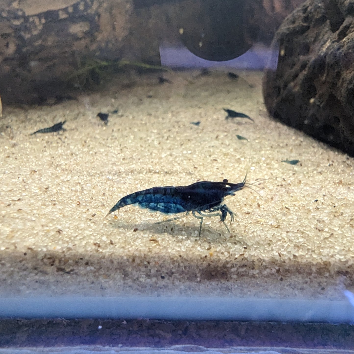 Blue cherry shrimp on white sand