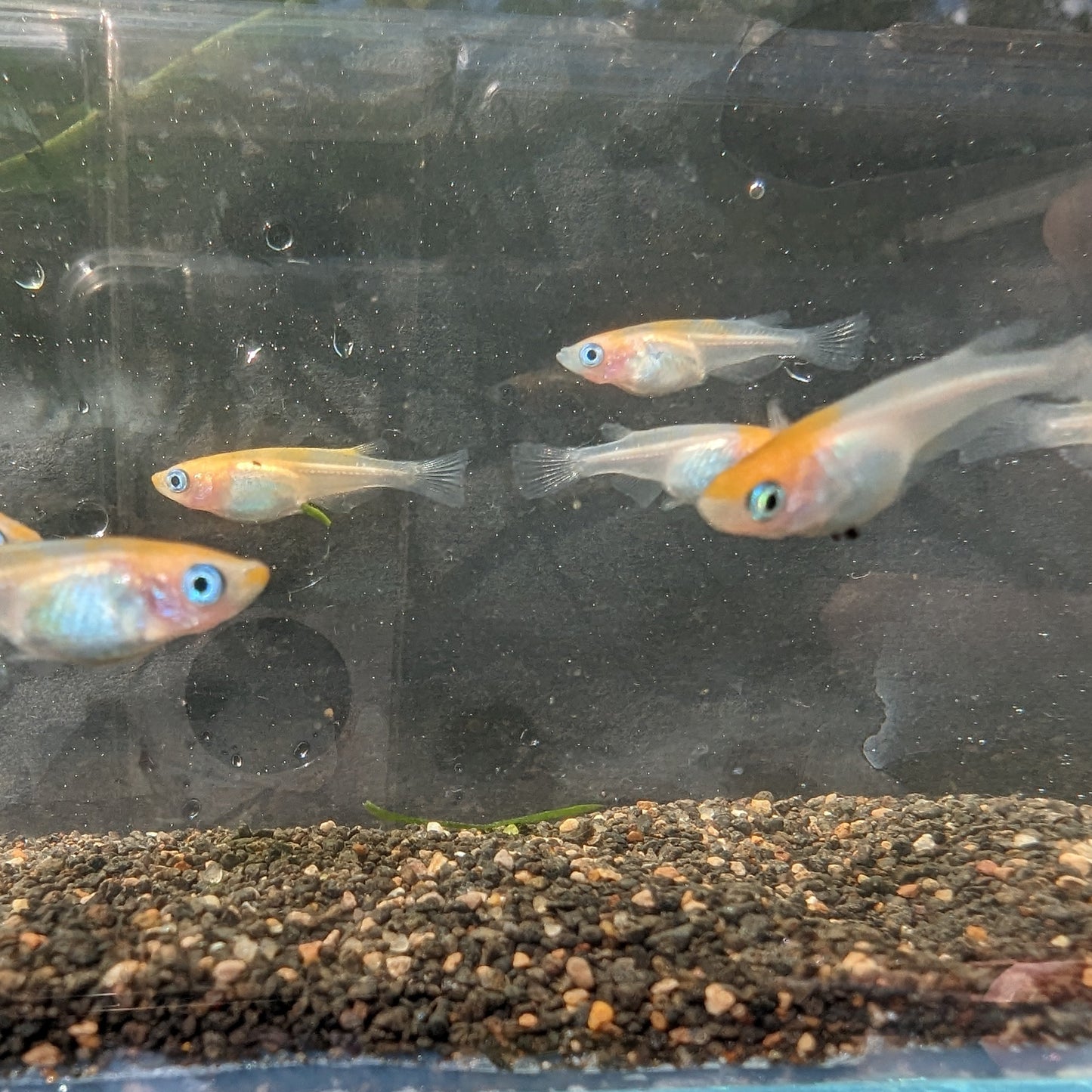 Medaka, Kouhaku (Red & White) - Japanese Rice Fish - Oryzias Latipes