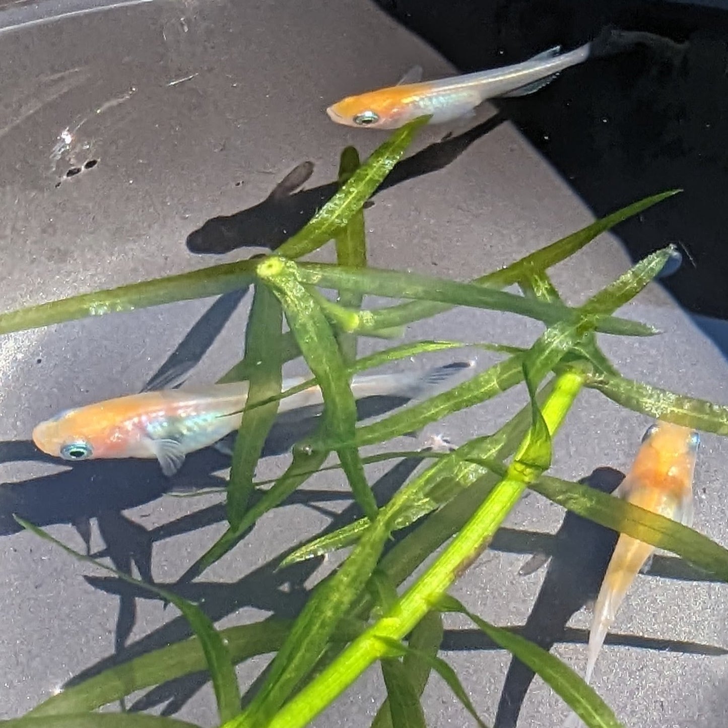 Medaka, Kouhaku (Red & White) - Japanese Rice Fish - Oryzias Latipes