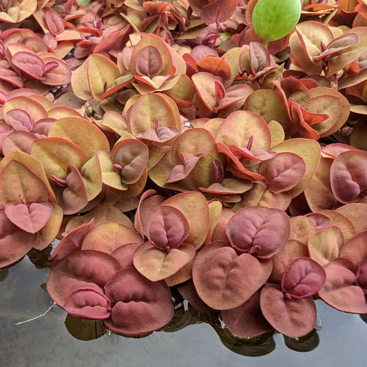 Red root floaters with red leaves floating on water 