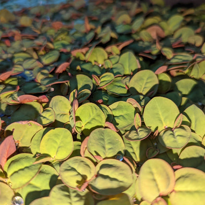 Red Rotter Floater more green leaves and red under side floating 