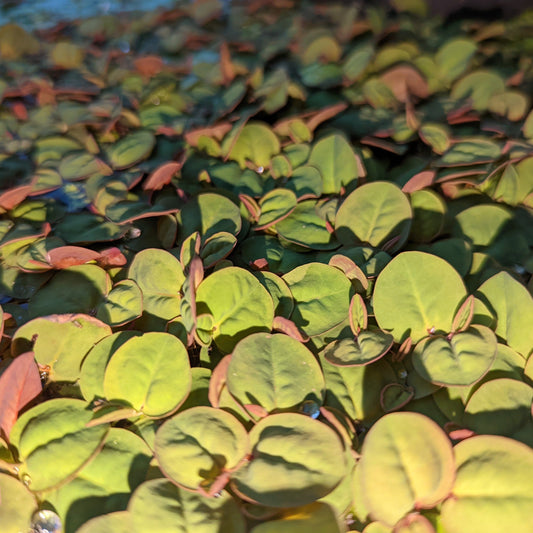 Red Rotter Floater more green leaves and red under side floating 