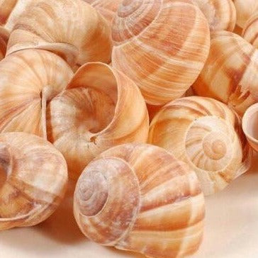 12 x Escargot Snail Shells