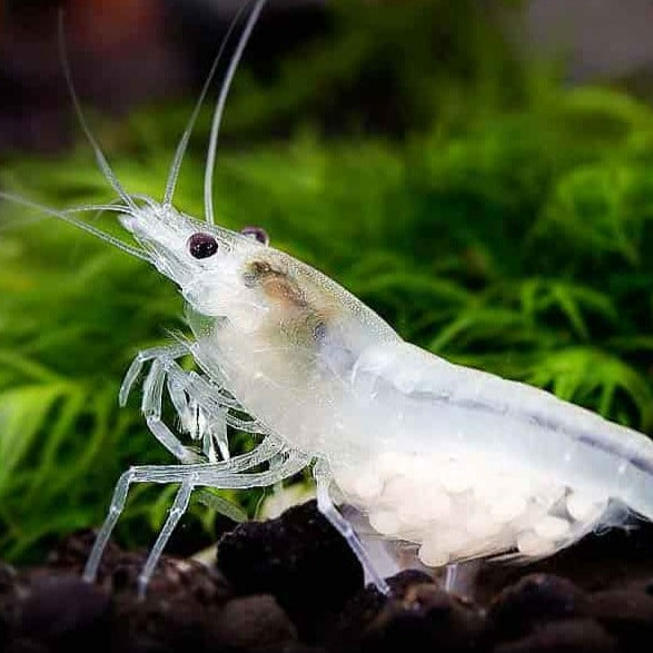 White cherry shrimp that is also berried with eggs on a dark substrate with green moss in the background.