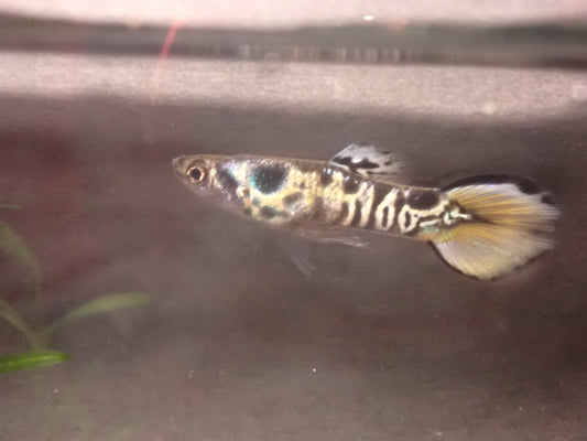 Endler's livebearer - Poecilia Wingei - Yellow Tiger