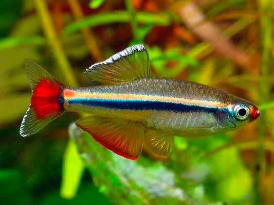 Vietnamese Cardinal Minnow  - Tanichthys micagemmae