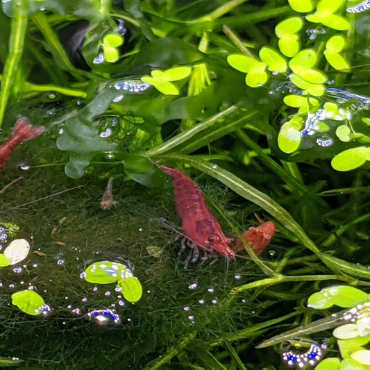 Adult and juvenile Australian Ninja chameleon shrimp graze on moss