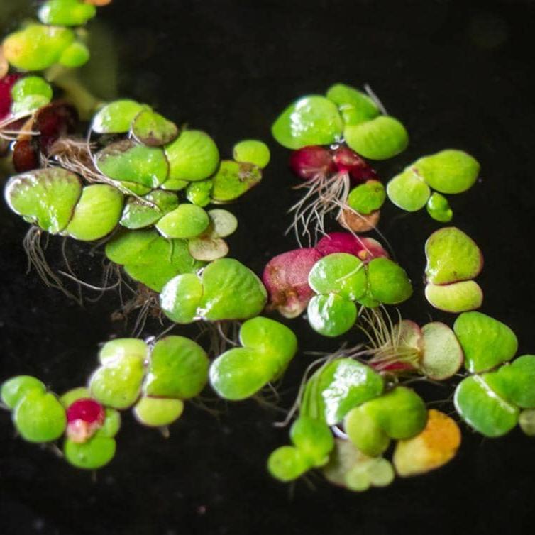 Plant - Giant Duckweed