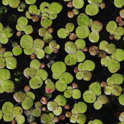 Plant - Giant Duckweed