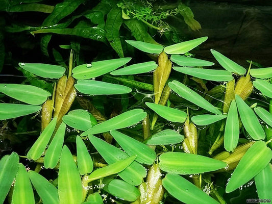 Plant - Floating Bamboo - Hygroryza Aristata